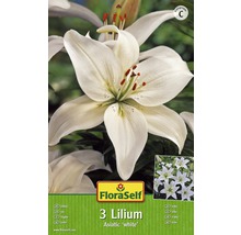 Verpackung mit drei asiatischen Lilien der Sorte White