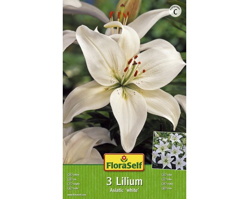 Verpackung mit drei asiatischen Lilien der Sorte White