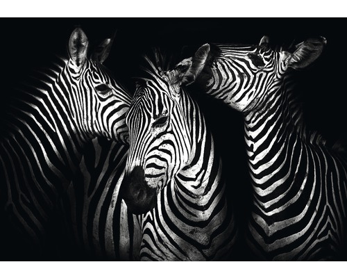 Fototapete Papier 11761P4 Zebra 2-tlg. 254x184 cm