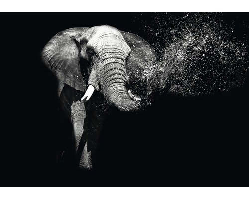 Fototapete Papier 11769P4 Elefant 2-tlg. 254x184 cm