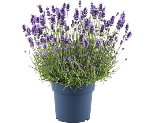 Lavendel im Topf