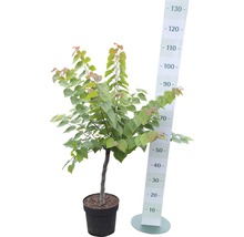 Kanadischer Judasbaum FloraSelf Cercis canadensis "Ace of Hearts" Halbstamm 40 cm H ca. 70 cm Co 6 L
