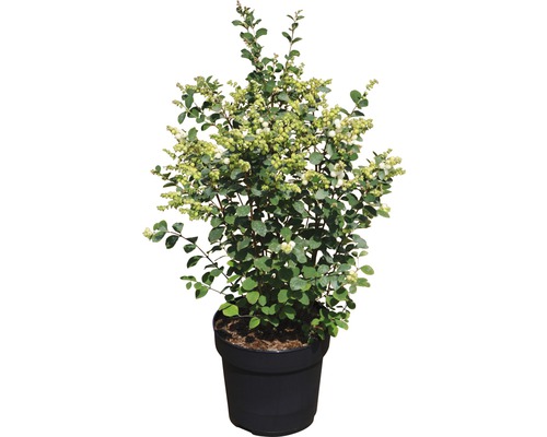 Amethysbeere FloraSelf Symphoricarpus doorenbosii Magical® "Candy" H 40-60 cm Co 6 L