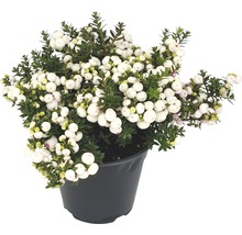 Topf Winterbeere mit weißen Beeren