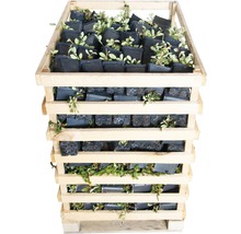 Teppichmispel, Kriechmispel FloraSelf Cotoneaster dammeri 'Evergreen' 20-30 cm Ø 9 cm Topf (360 Stk.) 1 Halbpalette