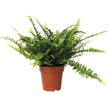Nephrolepis Zimmerfarn in einem Topf