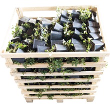 Teppichmispel, Kriechmispel FloraSelf Cotoneaster dammeri 'Evergreen' 20-30 cm Ø 9 cm Topf (360 Stk.) 1 Halbpalette
