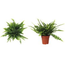 Zimmerfarn in einem Topf, von oben und seitlich aufgenommen.