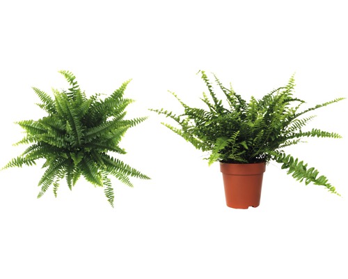 Zimmerfarn in einem Topf, von oben und seitlich aufgenommen.