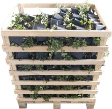 Teppichmispel, Kriechmispel FloraSelf Cotoneaster dammeri 'Evergreen' 20-30 cm Ø 9 cm Topf (360 Stk.) 1 Halbpalette