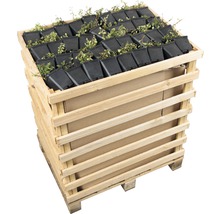 Teppichmispel, Kriechmispel FloraSelf Cotoneaster dammeri 'Evergreen' 20-30 cm Ø 9 cm Topf (360 Stk.) 1 Halbpalette