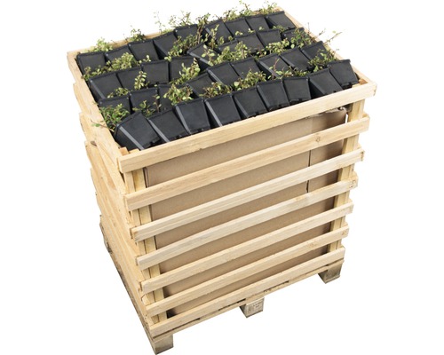 Holzkiste mit kleinen Pflanzen in Töpfen für den Garten