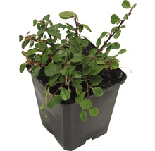 Teppichmispel, Kriechmispel FloraSelf Cotoneaster dammeri 'Evergreen' 20-30 cm Ø 9 cm Topf (360 Stk.) 1 Halbpalette