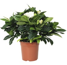 Gardenie im Topf mit grünen Blättern und weißen Blüten