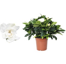 Gartenie im Topf mit weißen Blüten