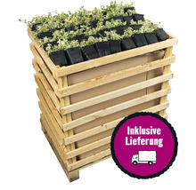 Pflanzenpalette mit Efeu im Topf