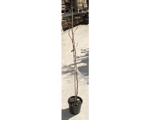 Heckenpflanze Blutbuche 'FAGUS SYLVATICA' 60/80 cm 3 L-Topf