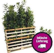 Palette mit Kirschlorbeerpflanzen inklusive Lieferung