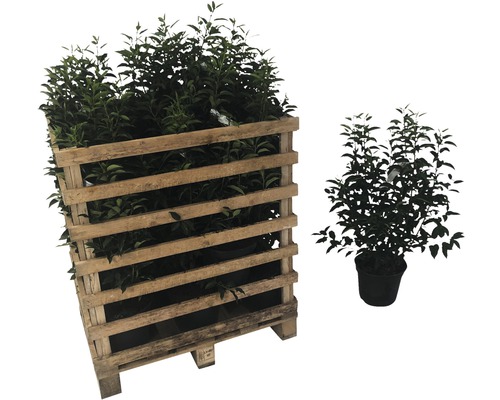 Pflanzenpalette mit Kirschlorbeer im Topf