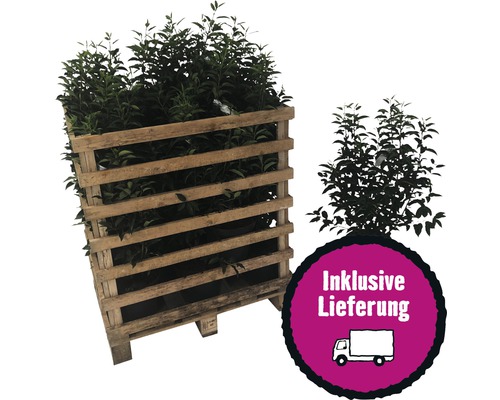 25 x Portugiesischer Kirschlorbeer FloraSelf Prunus lusitanica 'Angustifolia' H 60-80 cm Co 5 L für 10 m Hecke Palette mit Lorbeerpflanzen inklusive Lieferung