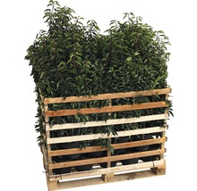 Palette mit Kirschlorbeer Pflanzen für den Garten.