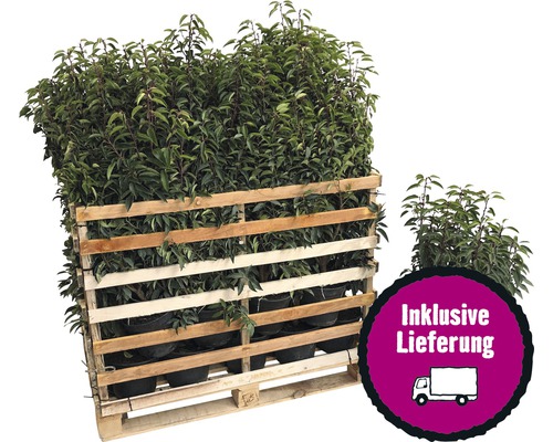 Palette mit Kirschlorbeerpflanzen inklusive Lieferung