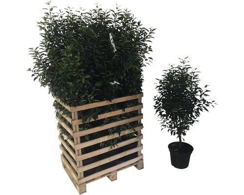 Liguster Pflanzen im Holzgefäß und Topfpflanze