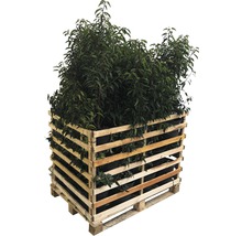 8 x Portugiesischer Kirschlorbeer FloraSelf Prunus lusitanica 'Angustifolia' H 100-125 cm Co 10 L für ca. 3 m Hecke
