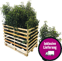 35 x Portugiesischer Kirschlorbeer FloraSelf Prunus lusitanica 'Angustifolia' 80-100 cm im ClickCo für ca. 14 m Hecke