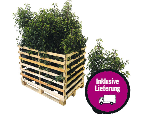 25 x Portugiesischer Kirschlorbeer FloraSelf Prunus lusitanica 'Angustifolia' H 80-100 cm Co 7,5 L für ca. 10 m Hecke