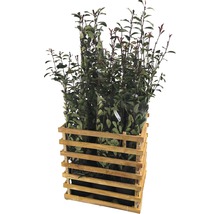 Photinia Red Robin Pflanzen im Holzkasten