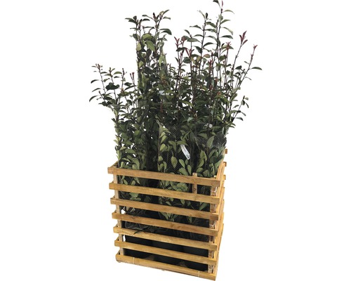 9 x Glanzmispel FloraSelf Photinia fraseri 'Pink Marble' H 125-150 cm Co 15 L für ca. 4 m Hecke