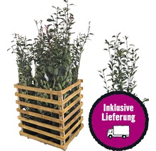 Holzkiste mit mehreren Kirschlorbeerpflanzen inklusive Lieferung.