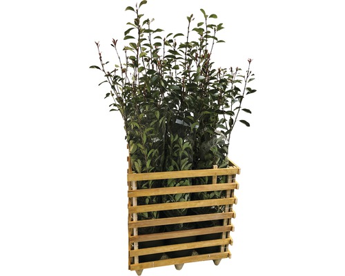 Mehrere Lorbeerpflanzen in Holzkiste