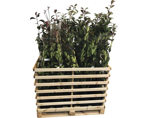 Palette mit verschiedenen Lorbeersträuchern in Töpfen.