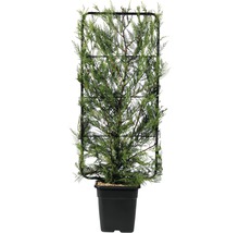 Lebensbaum im Topf mit Rankgitter