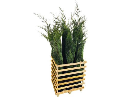 Mehrere Scheinzypressen in einer Holzkiste