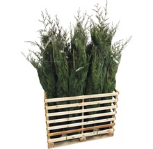 Palette mit mehreren Koniferen, verpackt in einem Netz