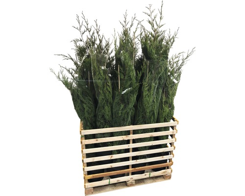 Palette mit mehreren Koniferen, verpackt in einem Netz