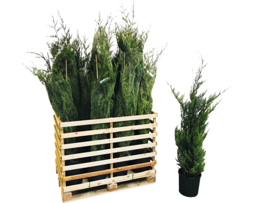 Mehrere Säulenzypressen in einem Holzcontainer und eine Säulenzypresse in einem Topf