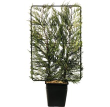 Künstliche Zypresse mit Rankgitter in einem schwarzen Topf