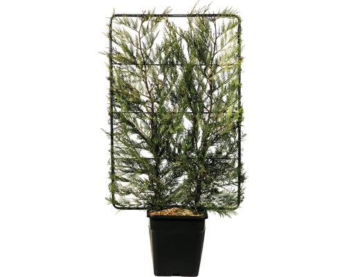 Künstliche Zypresse mit Rankgitter in einem schwarzen Topf