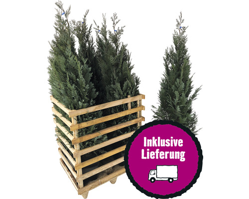 6 x Blaue Säulenzypresse, Scheinzypresse FloraSelf Chamaecyparis lawsoniana 'Columnaris Glauca' H 125-150 cm ClickCo für ca. 2,5 m Hecke