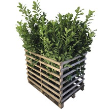 15 x Kirschlorbeer, Lorbeerkirsche FloraSelf Prunus laurocerasus 'Novita' H 100-125 cm ClickCo für ca. 6 m Hecke