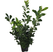 15 x Kirschlorbeer, Lorbeerkirsche FloraSelf Prunus laurocerasus 'Novita' H 100-125 cm ClickCo für ca. 6 m Hecke