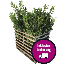 15 x Kirschlorbeer, Lorbeerkirsche FloraSelf Prunus laurocerasus 'Novita' H 100-125 cm ClickCo für ca. 6 m Hecke