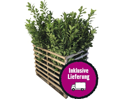 Gartenpflanzen & Freilandpflanzen