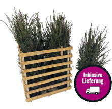Eiben im Holzverschlag mit dem Siegel Inklusive Lieferung.