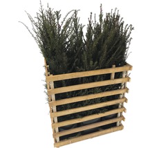 Eibenhecke im Holzverschlag