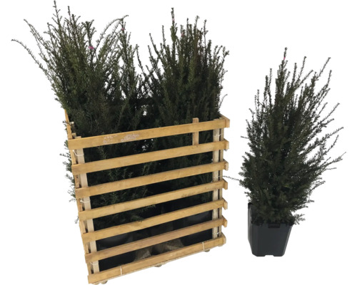 Im Bild sind Immergrüne Heckenpflanzen in einem Holzkasten und einem Pflanzgefäß dargestellt.